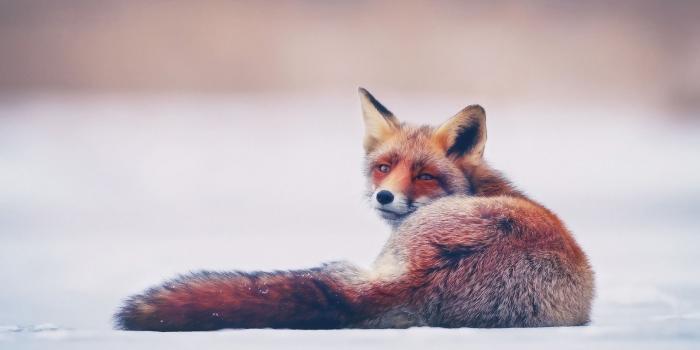 1920x1080 Red Fox [1920 x 1080] : wallpaper