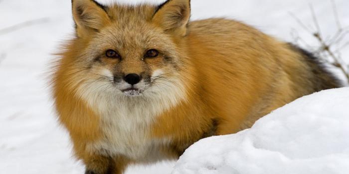 1920x1200 Red fox in the snow wallpaper - Animal wallpapers - #25510