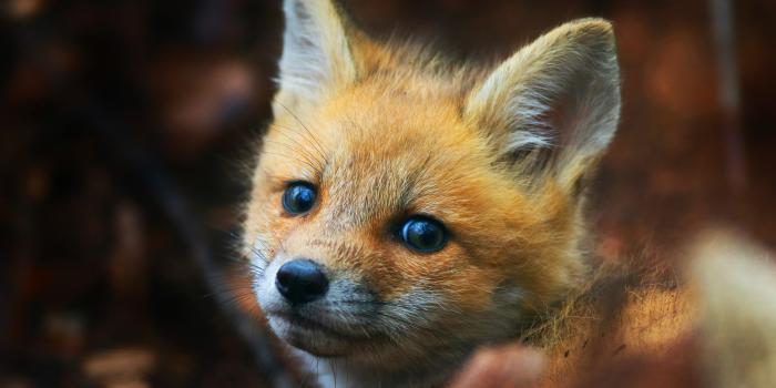 3840x2400 Cute Fox Cub, HD Animals, 4k Wallpapers, Images, Backgrounds