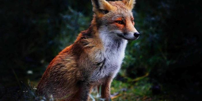 1200x750 32 Wonderful Fox Wallpaper,Images,Pics,,Snaps,Pictures In HD