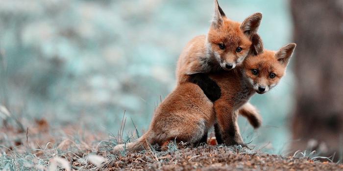 2560x1440 Cute Baby Foxes Wallpaper | 2560x1440 | ID:61249