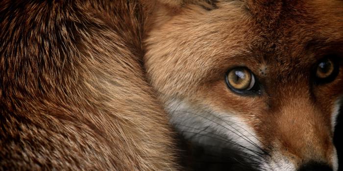 2880x1800 Red Fox Wallpaper ·① WallpaperTag