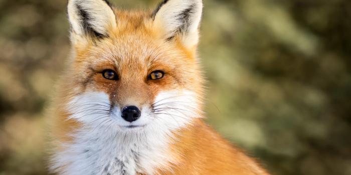 1920x1280 Red Fox HD Wallpapers