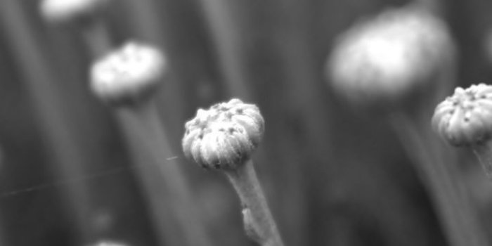 720x1280 720x1280 Black and White Flower Buds Galaxy s3 wallpaper