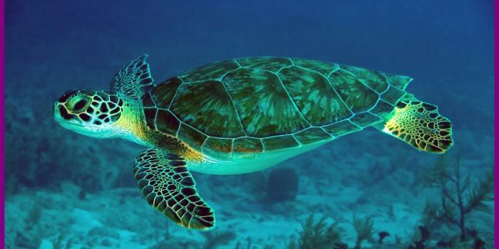 1955x1115 65+ Cute Turtle Wallpapers on WallpaperPlay