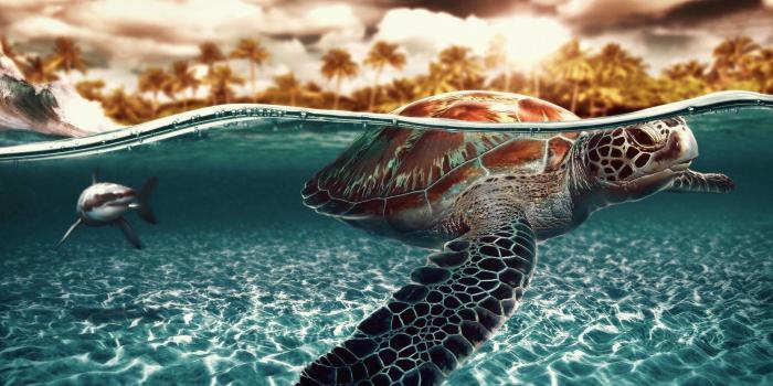 2560x1600 Sea Turtles Desktop Wallpaper (60+ images)