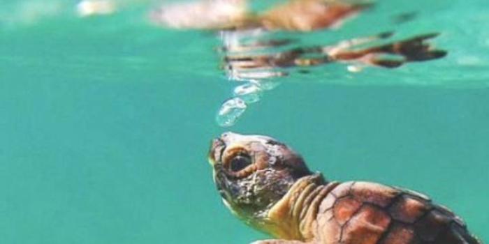 720x1280 Baby turtle wallpaper by Lovely_nature_27 - e8 - Free on ZEDGE™