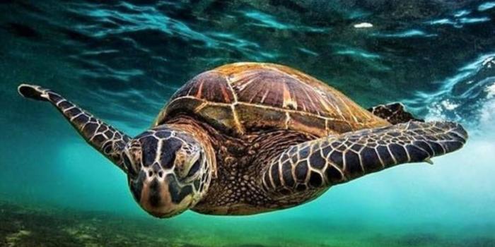 1280x1280 Turtle Wallpaper for Android - APK Download