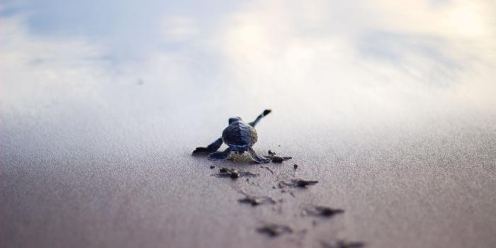 2048x1365 Baby Turtle Wallpaper (54+ images)