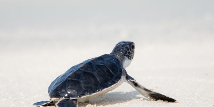 1000x1498 16+] Seaturtle Wallpaper on WallpaperSafari