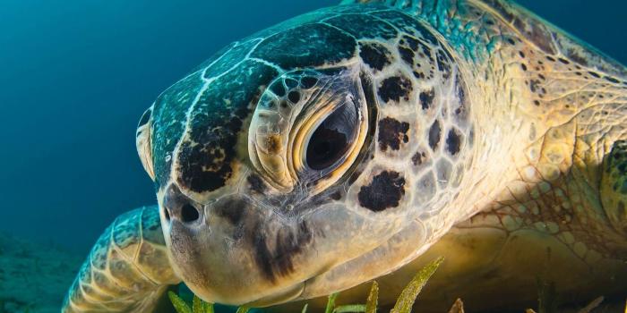 1680x1050 Turtle Wallpaper for PC Full HD Pictures 1920×1080 Turtle