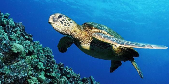 1920x1080 Sea Turtles Wallpaper ·① WallpaperTag