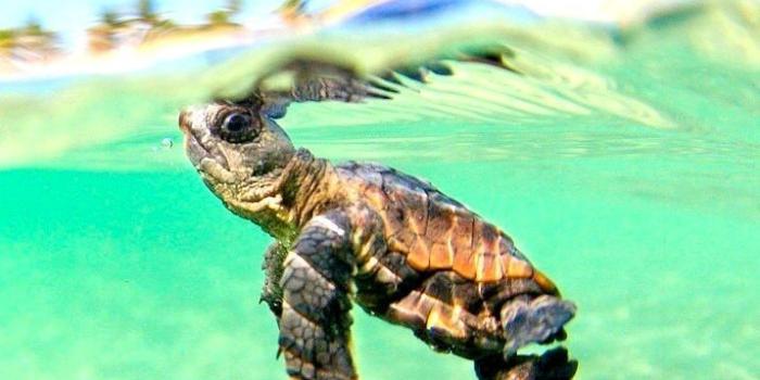 716x1152 Turtle iPhone Wallpapers - Top Free Turtle iPhone Backgrounds