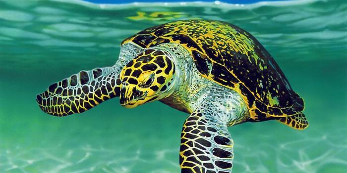 1024x768 Sea Turtle Wallpaper High Quality Desktop, iphone and android