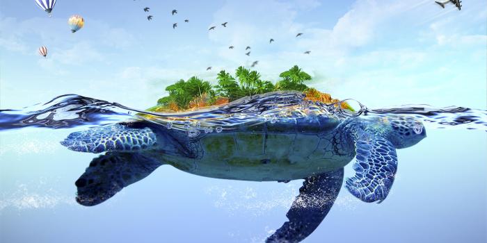 2560x1600 Turtle - Turtles Wallpaper (40775207) - Fanpop - Page 2