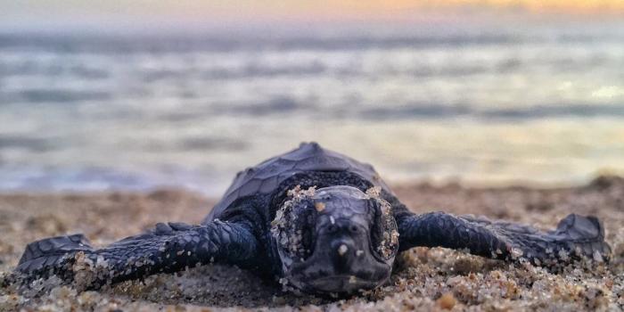 1000x1333 500+ Baby Sea Turtle Pictures [HD] | Download Free Images on Unsplash