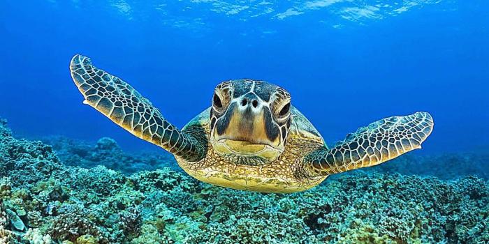 1472x801 Animal Turtle Wallpapers Hd Desktop | Background Wallpaper Gallery
