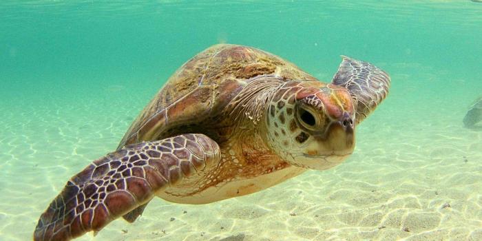 1600x1200 Sea Turtles Wallpapers