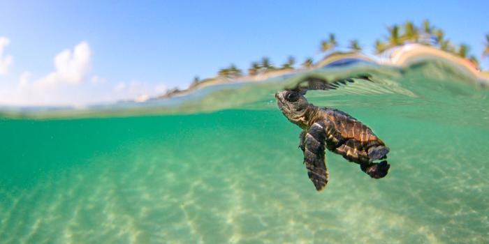 1600x1200 Cute Sea Turtle wallpaper | 1600x1200 | #6480