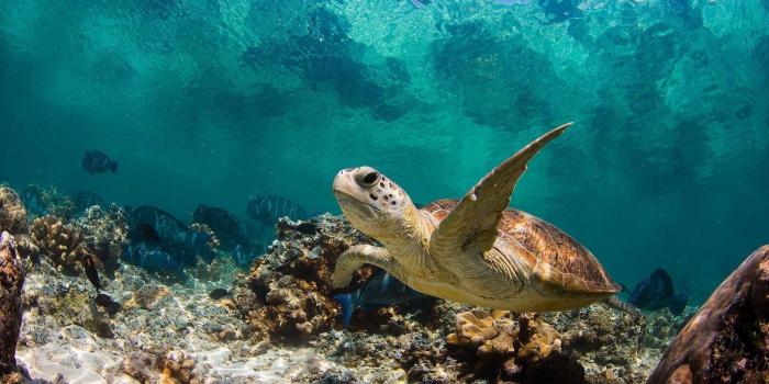 1920x1200 Sea Turtles Wallpaper ·① WallpaperTag