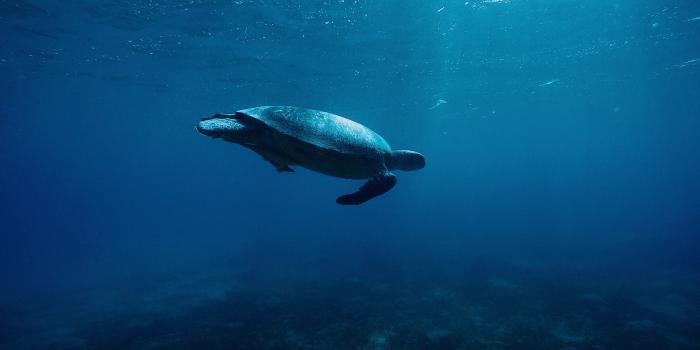 3840x2160 1366x768 Turtle Underwater 4k 1366x768 Resolution HD 4k Wallpapers
