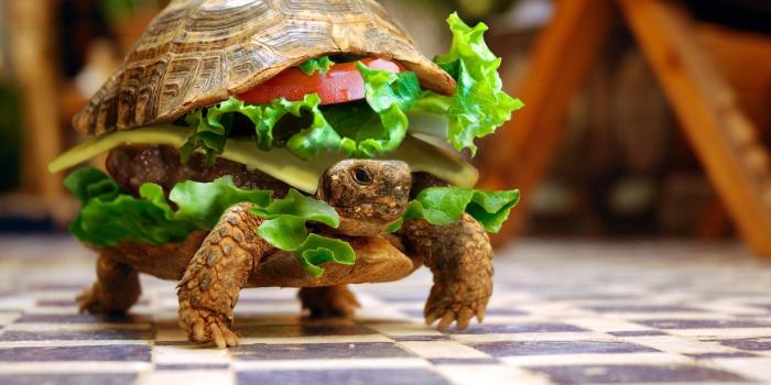 2560x1600 Turtle Burger Wallpapers HD / Desktop and Mobile Backgrounds