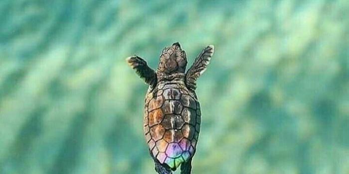 720x1280 Wallpaper Turtles , Free Stock Wallpapers on ecopetit.cat