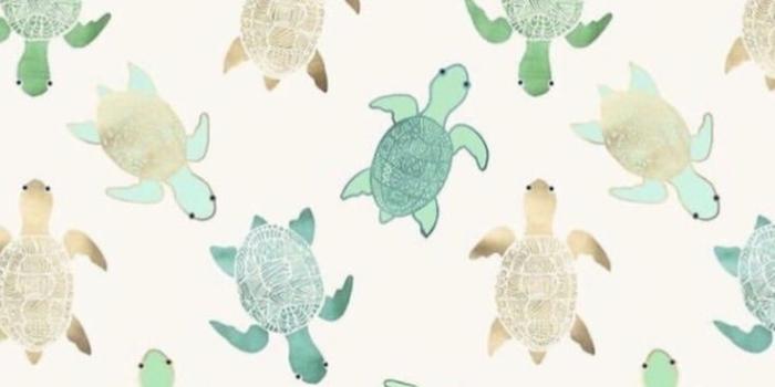 735x1280 Wallpaper Turtles