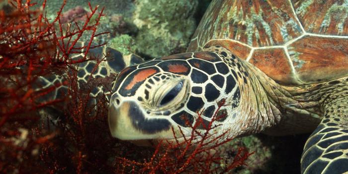 1600x1200 266 Turtle HD Wallpapers | Background Images