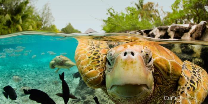 1920x1080 Green sea turtle wallpaper 15.jpg Desktop Background