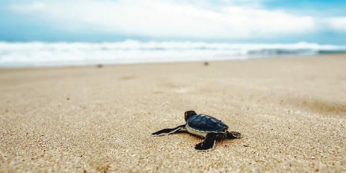 2560x1440 turtle 4K wallpapers for your desktop or mobile screen free and