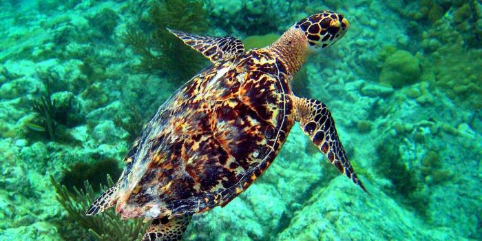 1600x1280 Sea Turtle Wallpaper Free Download - The Wallpaper