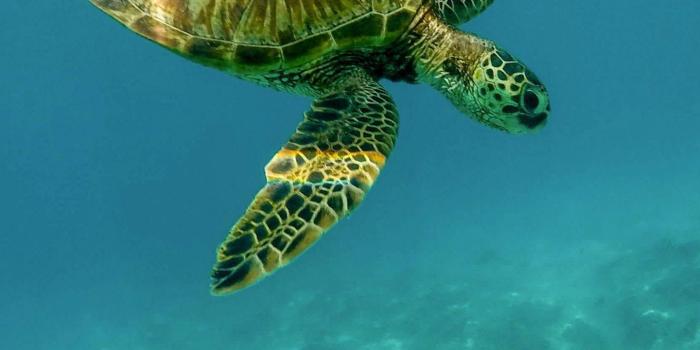 1440x2560 Turtle Wallpaper - iPhone, Android & Desktop Backgrounds