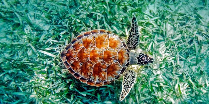 1366x768 Abstract Turtle Wallpapers - Top Free Abstract Turtle Backgrounds