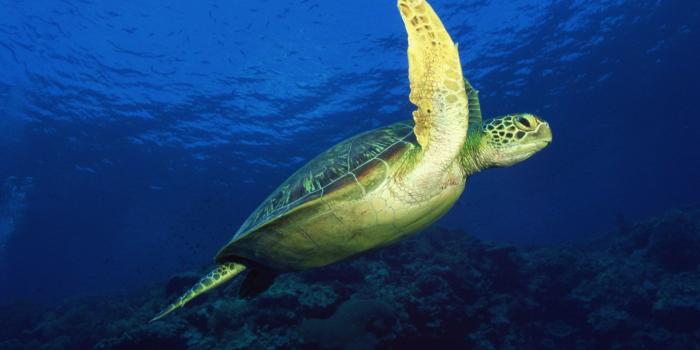 1600x1200 48+] Sea Turtle Wallpaper Desktop on WallpaperSafari