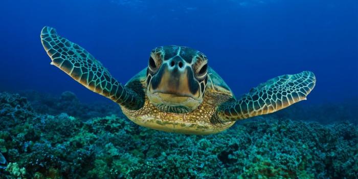 1600x1000 Best 38+ Turtle Desktop Backgrounds on HipWallpaper | Cute Turtle