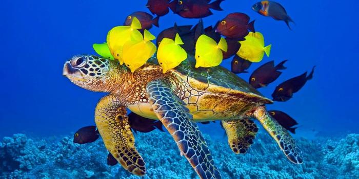 1600x900 Turtle Wallpapers (1600 × 900) : wallpapers