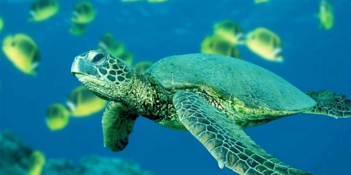 2560x1440 Sea Turtle Wallpapers Desktop Background