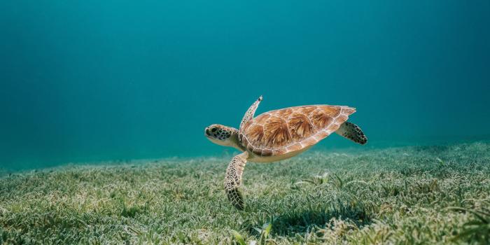 3840x2400 Download Sealife, aquatic animals, turtle wallpaper, 3840x2400, 4K