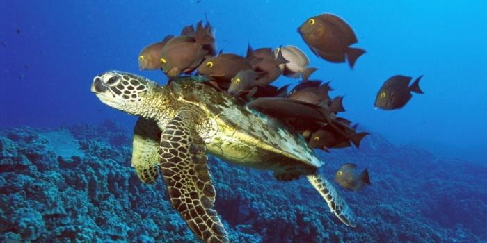 1440x810 Sea Turtle wallpaper - Turtles Wallpaper (10957583) - Fanpop