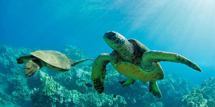 1920x1080 New Sea Turtle Picture View #885185 Wallpapers | RiseWLP