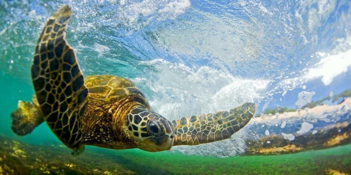 1600x1065 4569778 #animals, #turtle wallpaper | General wallpapers and