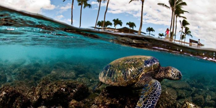 2880x1800 Sea Turtle Wallpapers - The Wallpaper