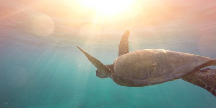 2880x1800 Wallpaper Turtle, Reptile, Underwater, Sea, Sun light, 4K, Animals