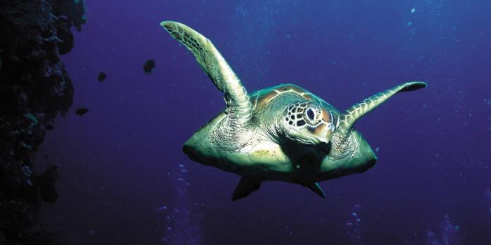 1600x1200 Sea Turtle Wallpaper #6883322