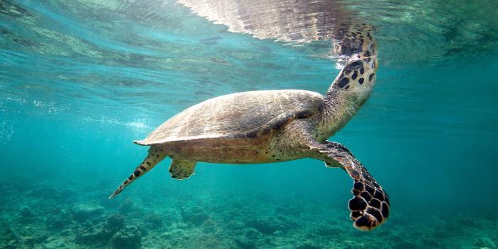 1920x1200 Wonderful Turtle Wallpaper 45755 1920x1200px