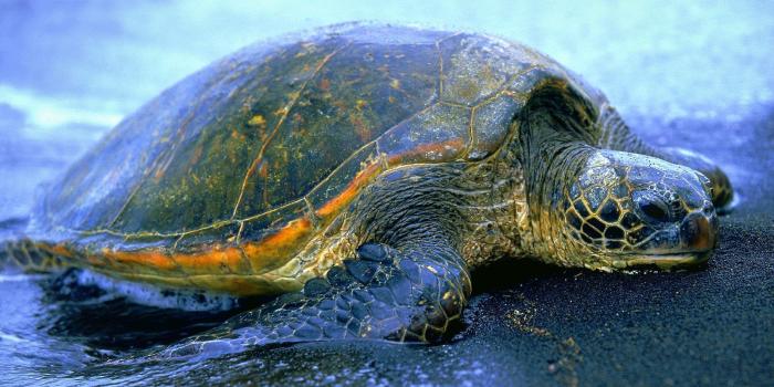 1600x1200 28512 turtle wallpaper