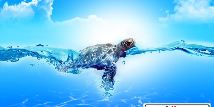 1680x1050 Wallpaper Turtle-1680-1050 - Goodive.com