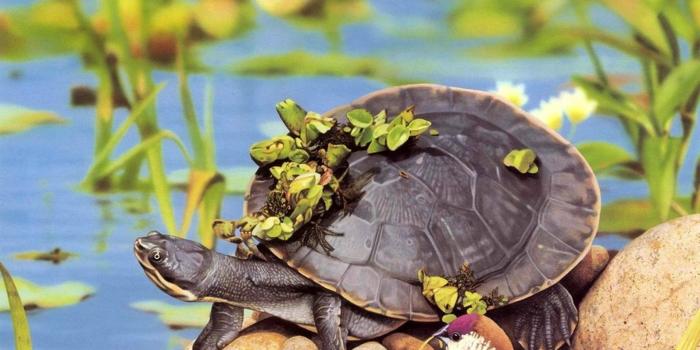 1920x1080 40 Turtle Wallpapers - WallpaperBoat