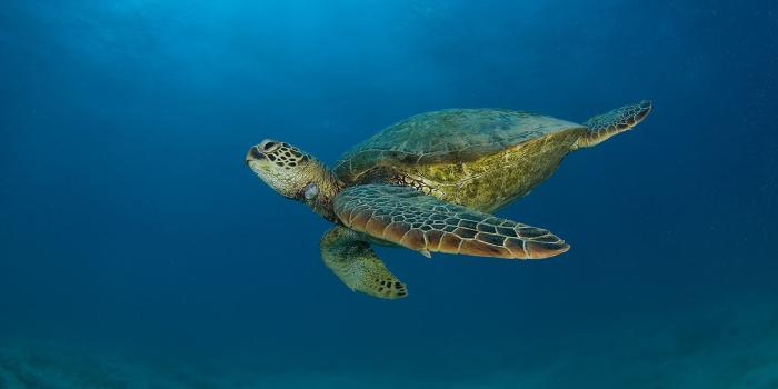 3000x2000 52+ Sea Turtle Wallpaper Backgrounds